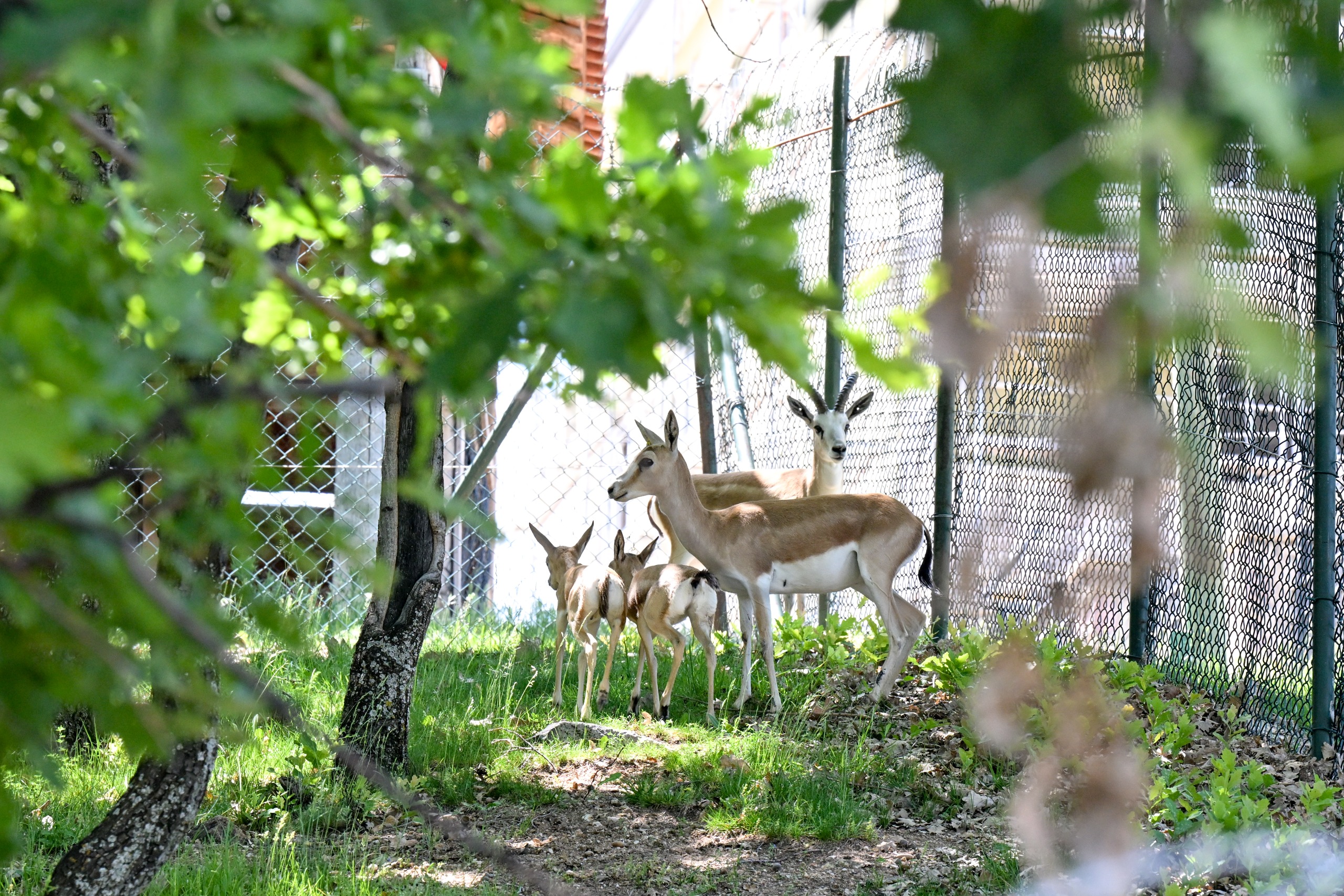 ALTINKÖY HAS 3 BABY GAZELLES