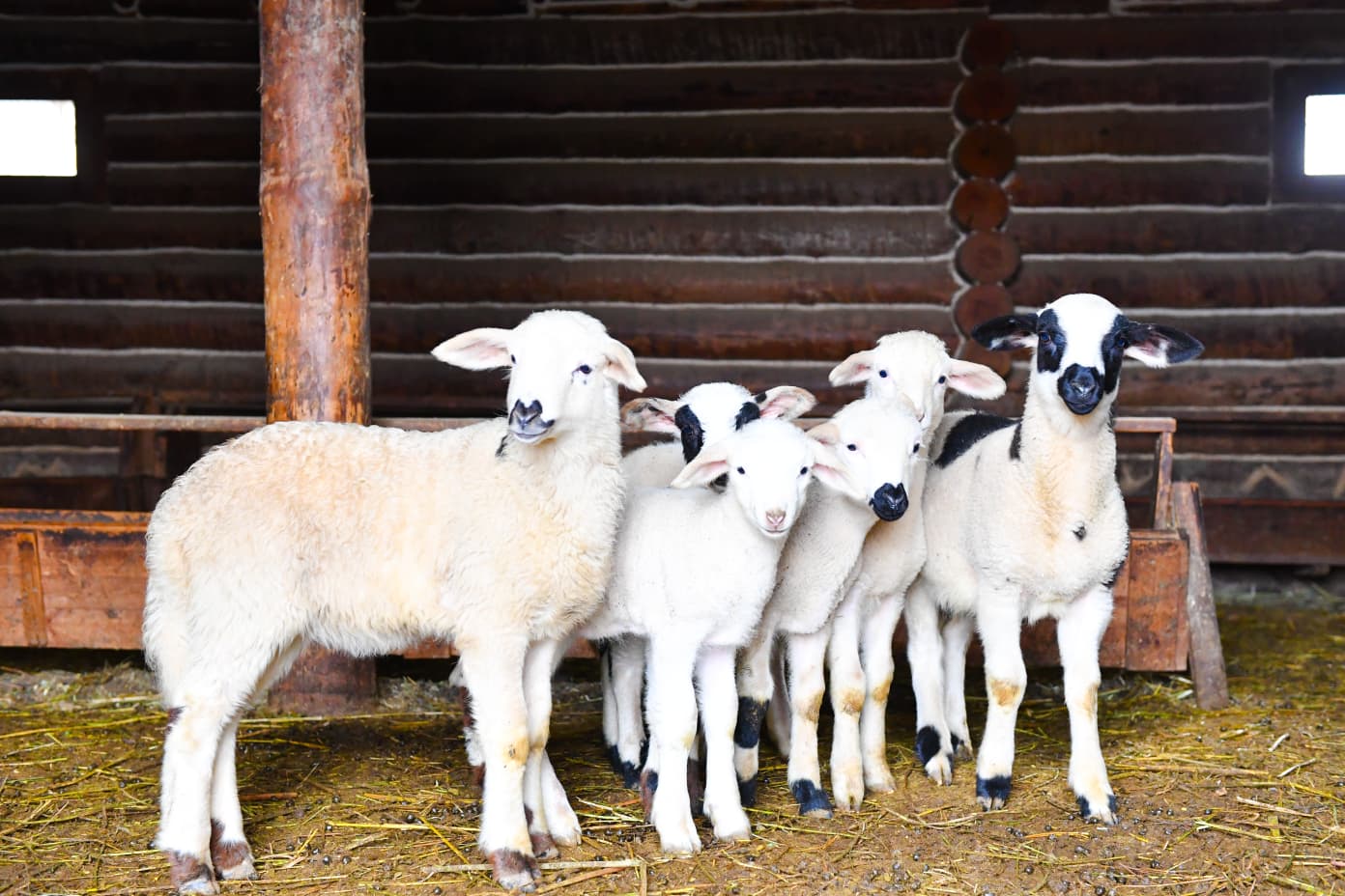 6 TINY LAMBS OF ALTINKÖY WARMED HEARTS