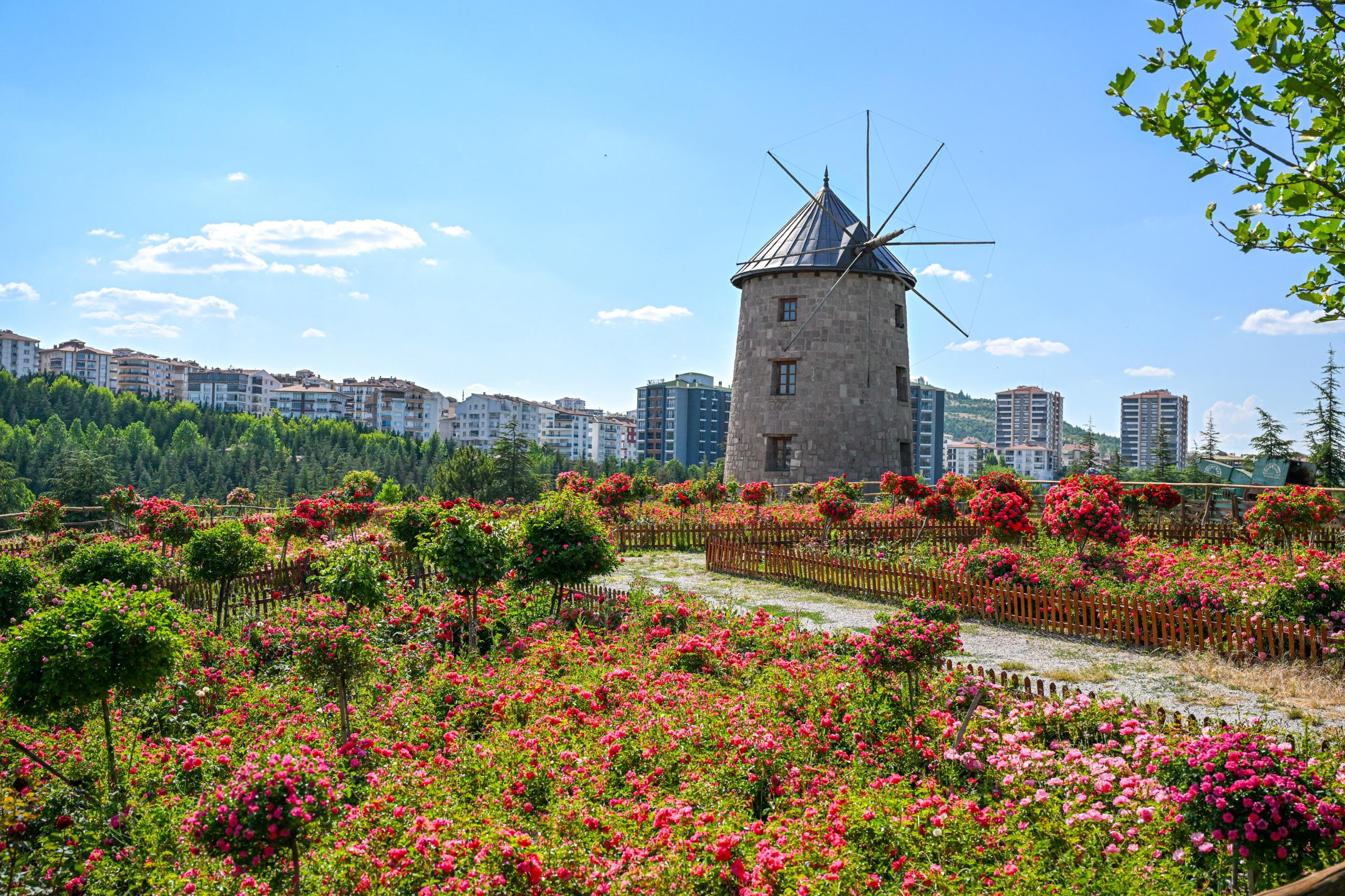 THE NEW ADDRESS FOR PHOTOGRAPHY ENTHUSIASTS IN ANKARA: ALTINKÖY ROSE GARDEN