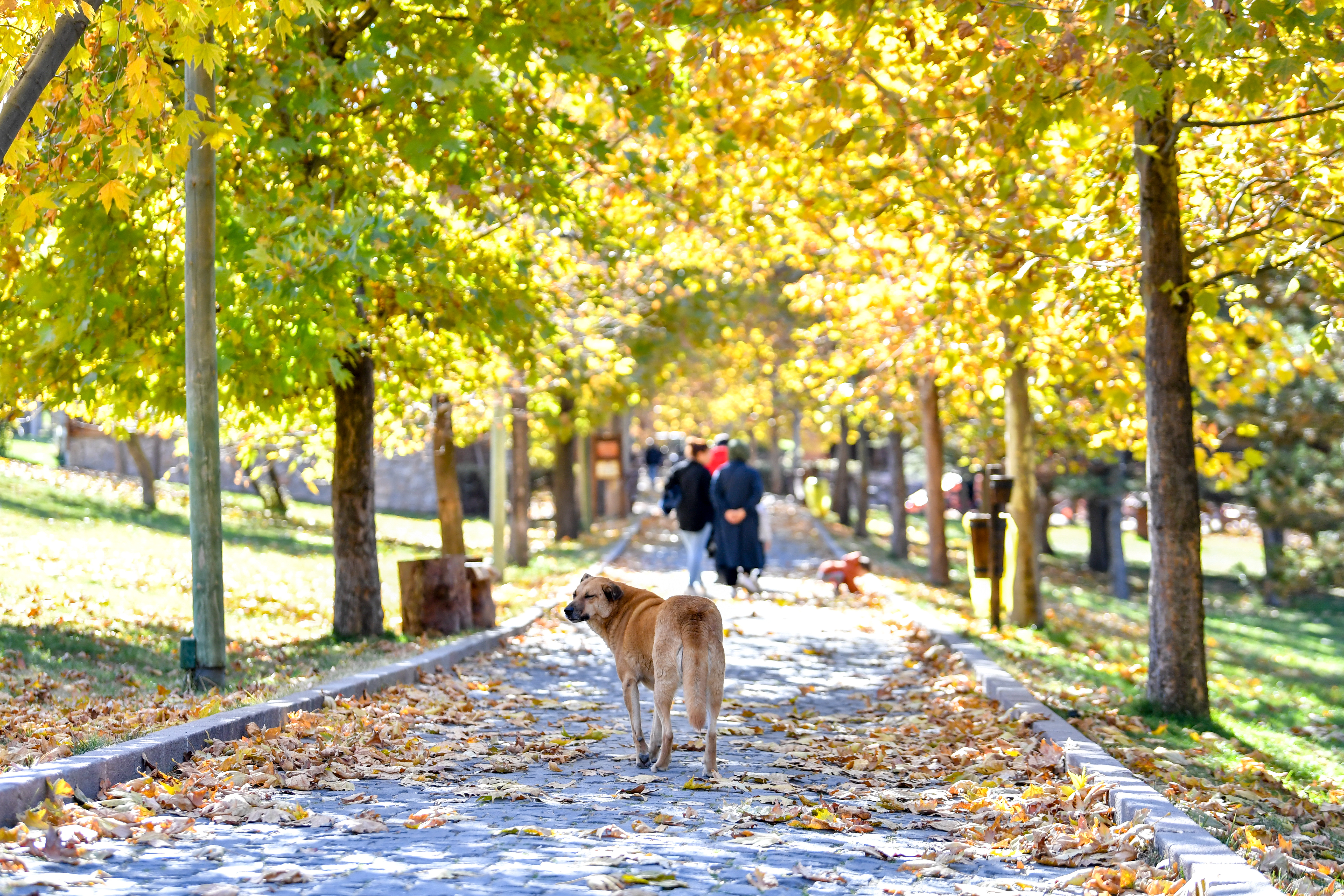THE MOST BEAUTIFUL ROUTE OF AUTUMN: ALTINKÖY